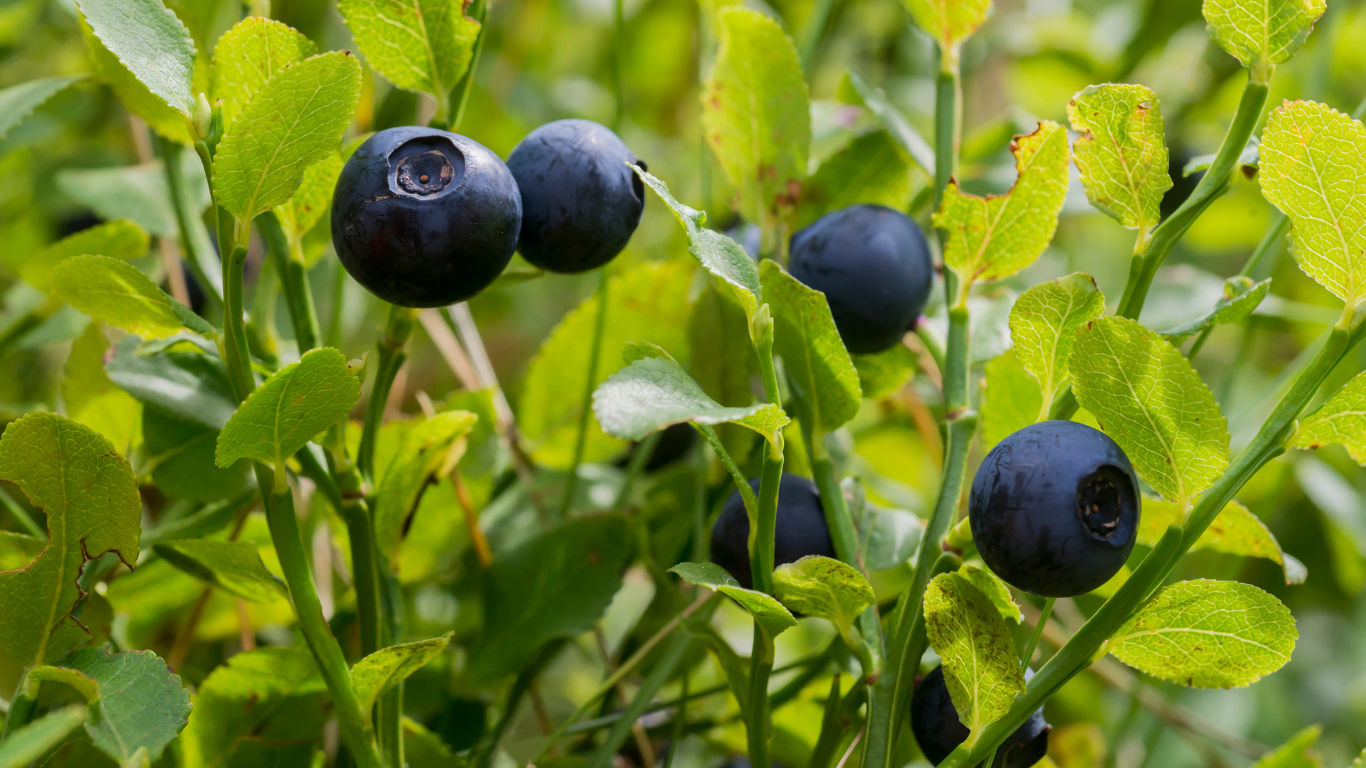 wild blueberry juice