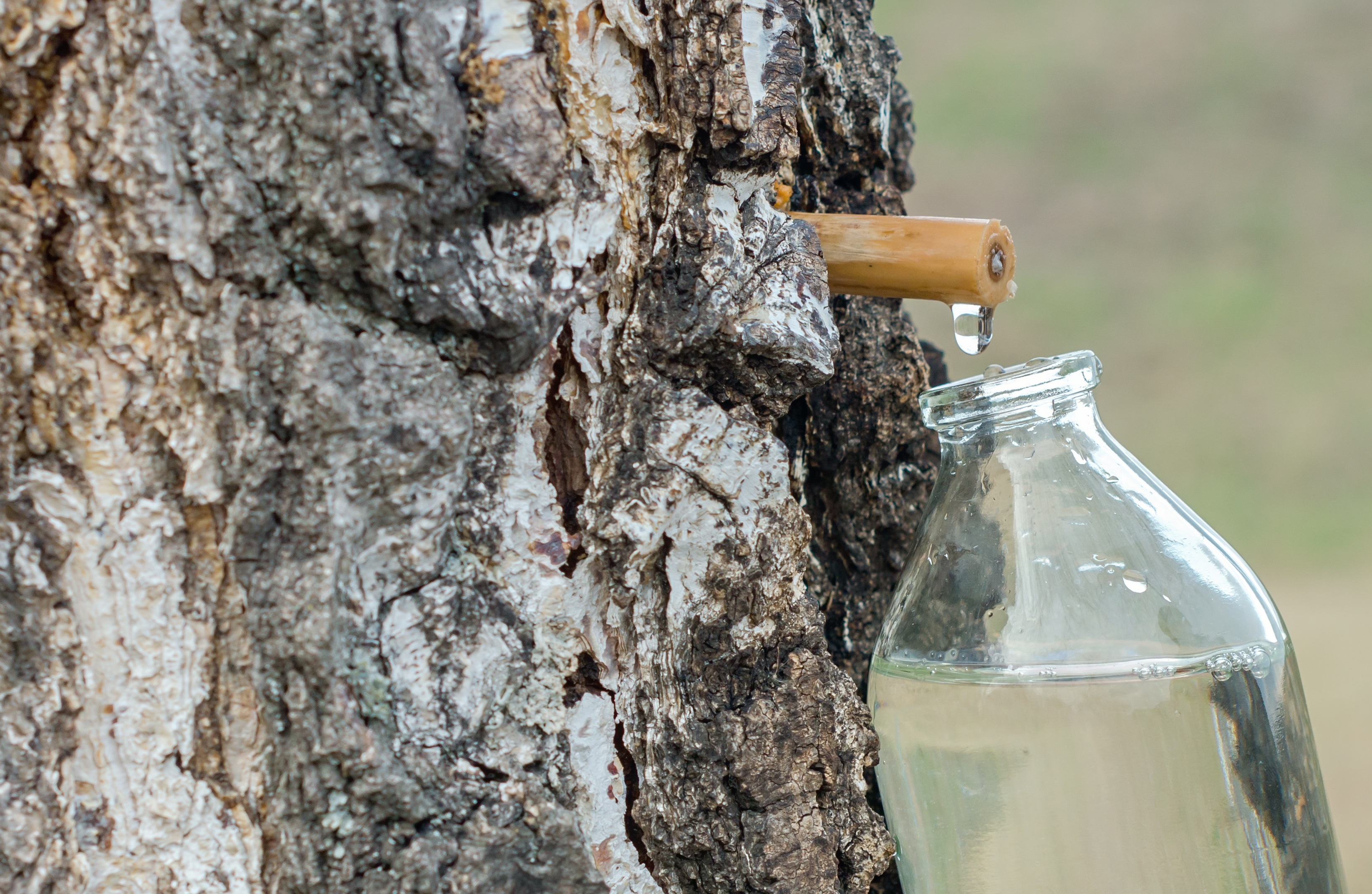 birch water, birch sap, Absolutely Wild organic birch water