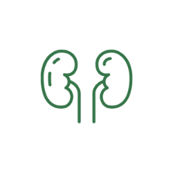 Supports Kidney Health