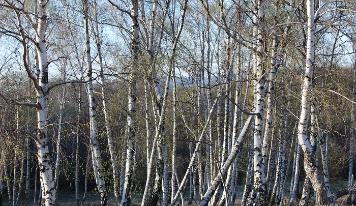 Birch water is a natural sap collected from birch trees during early spring. Known for its crisp taste and naturally occurring minerals, birch water has been enjoyed for centuries as a refreshing hydration drink. Absolutely Wild Birch Water contains up to 96% organic birch sap, making it one of the purest plant-based hydration drinks available today.