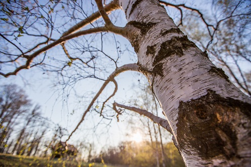 birch tree