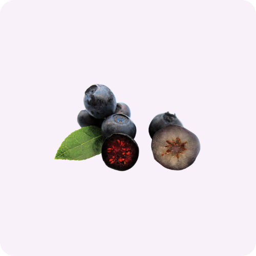Key Differences Between Wild & Cultivated Blueberries
